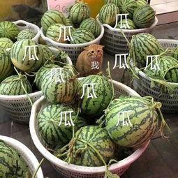 娱乐吃瓜头像高清图,带你领略潮流风尚  第2张