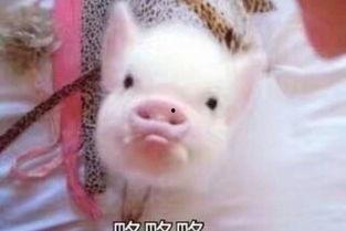 娱乐吃瓜酱猪猪视频  第2张