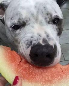 娱乐吃瓜汪星人是谁啊,网络红星的崛起之路  第3张