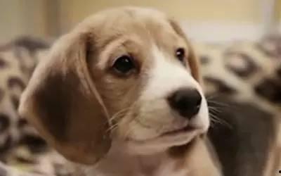 宠物安乐死娱乐吃瓜酱,娱乐吃瓜酱带你揭秘背后真相  第3张